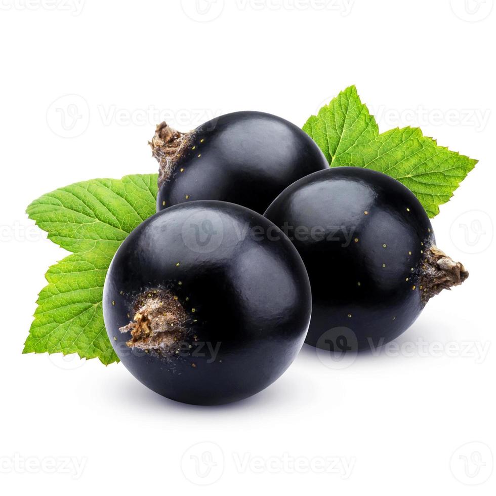 Black currant isolated on white background with clipping path photo