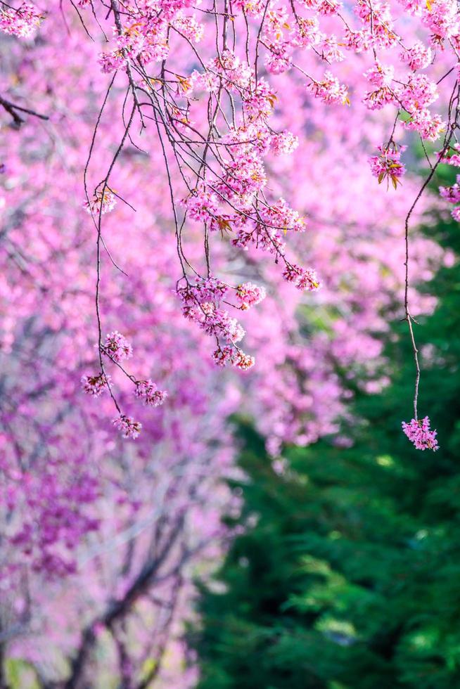 flor de cerezo salvaje del Himalaya. foto