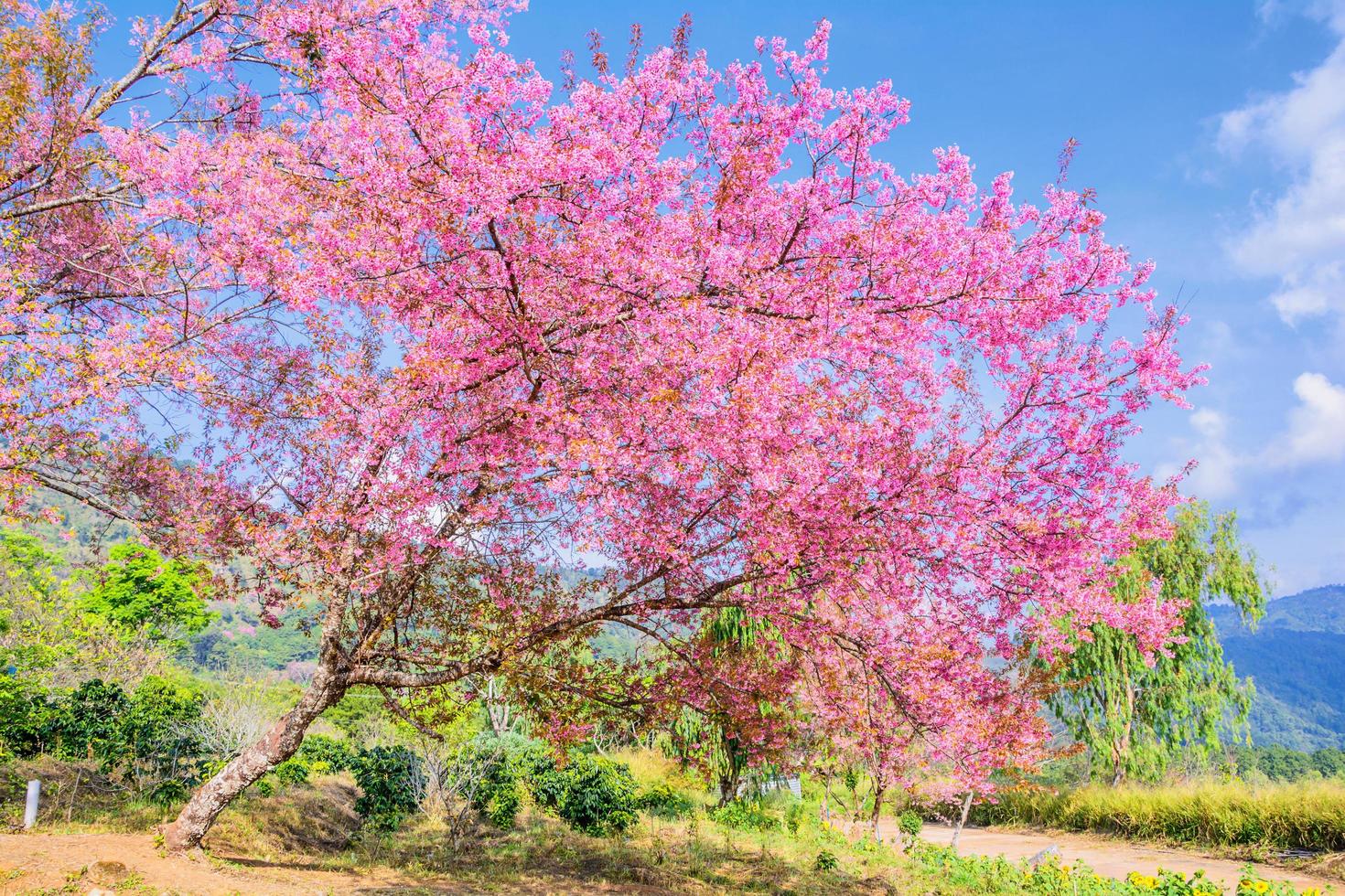 flor de cerezo salvaje del Himalaya. foto