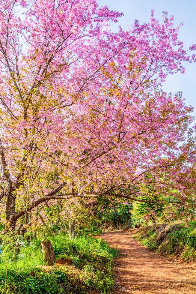 flor de cerezo salvaje del Himalaya. foto