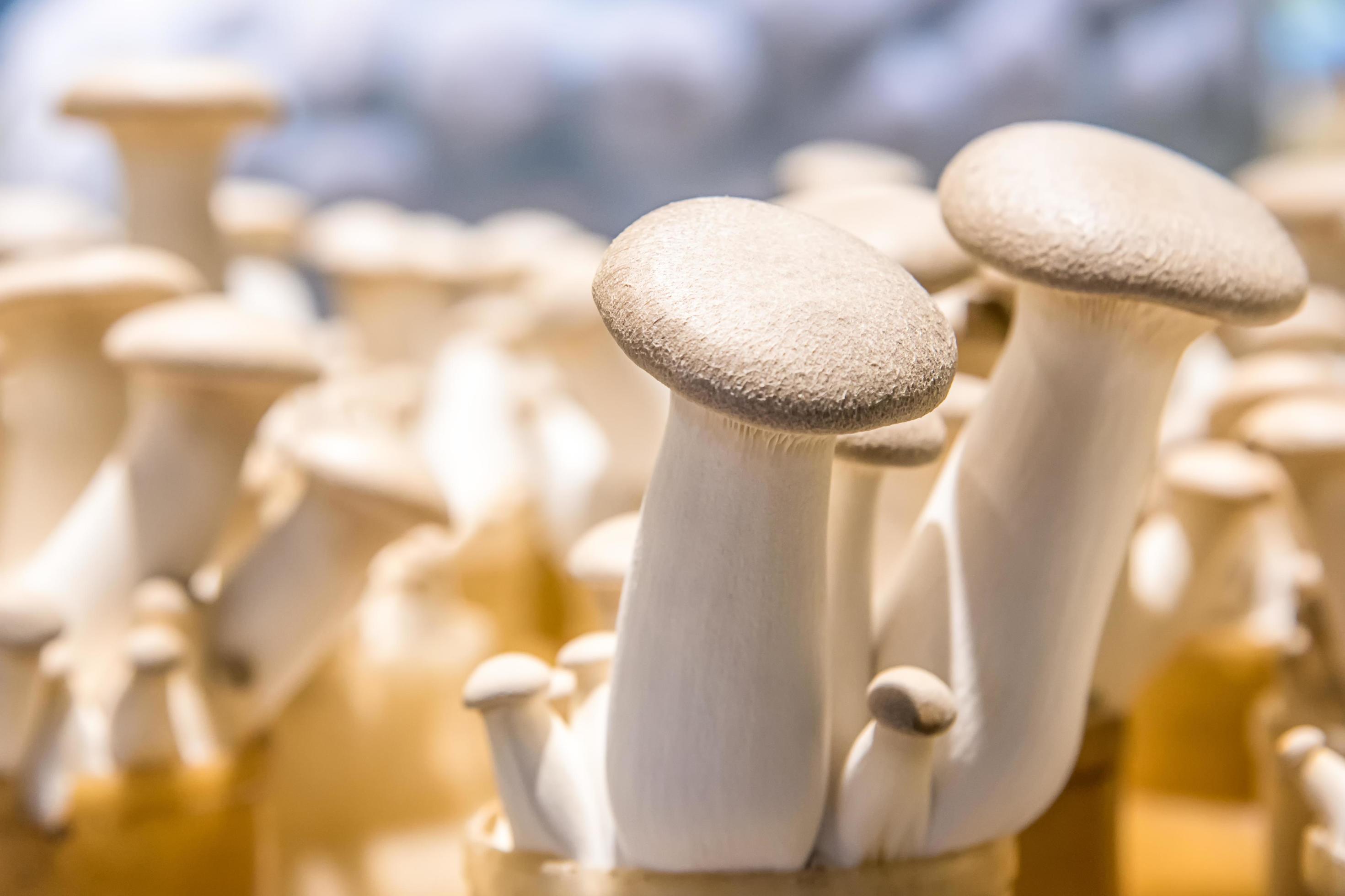 Eryngii mushrooms growing 4753639 Stock Photo at Vecteezy