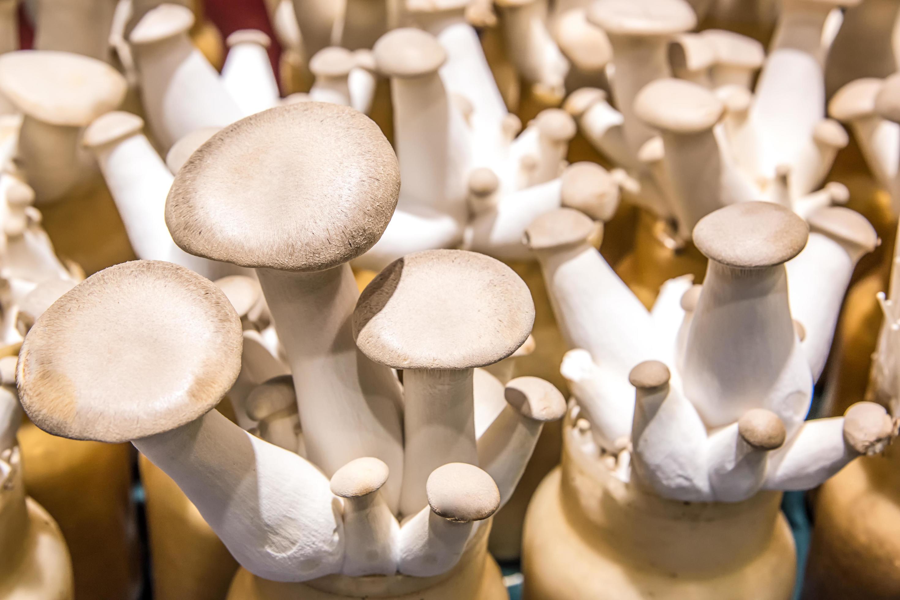 Eryngii mushrooms growing 4753640 Stock Photo at Vecteezy