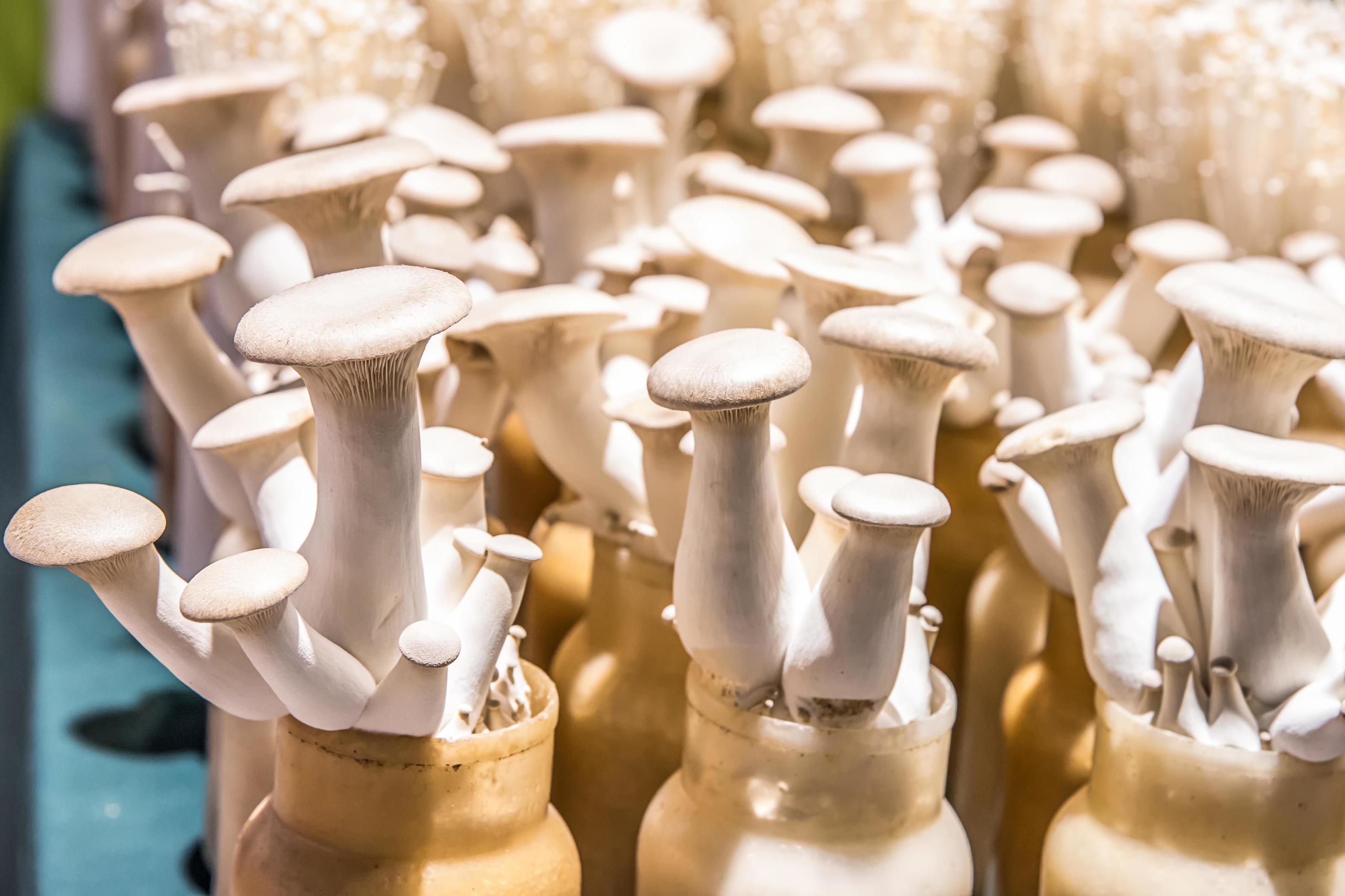 Eryngii mushrooms growing 4753641 Stock Photo at Vecteezy