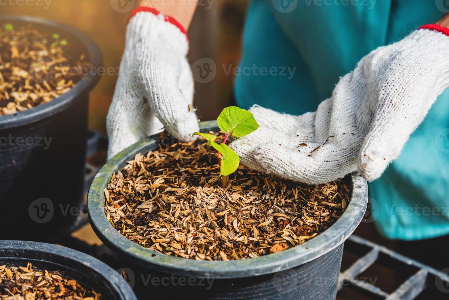 Growing plants of seedlings agriculture worker female in garden flowers she is planting young baby plants growingdling. photo