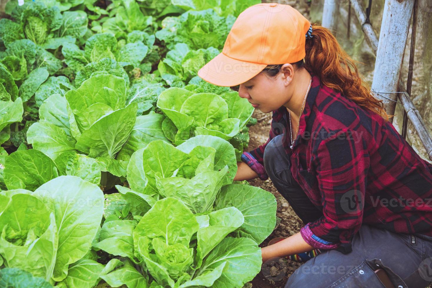 jardinero mujer asiática. cuidando lechugas vegetales en el jardín del vivero. foto