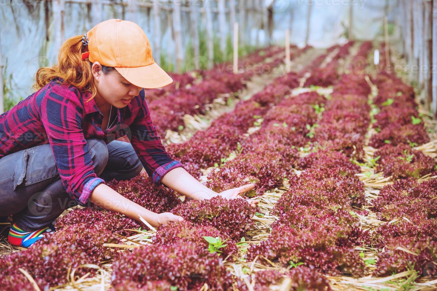 gardener woman asian. Caring for salads In the garden at the nursery. photo