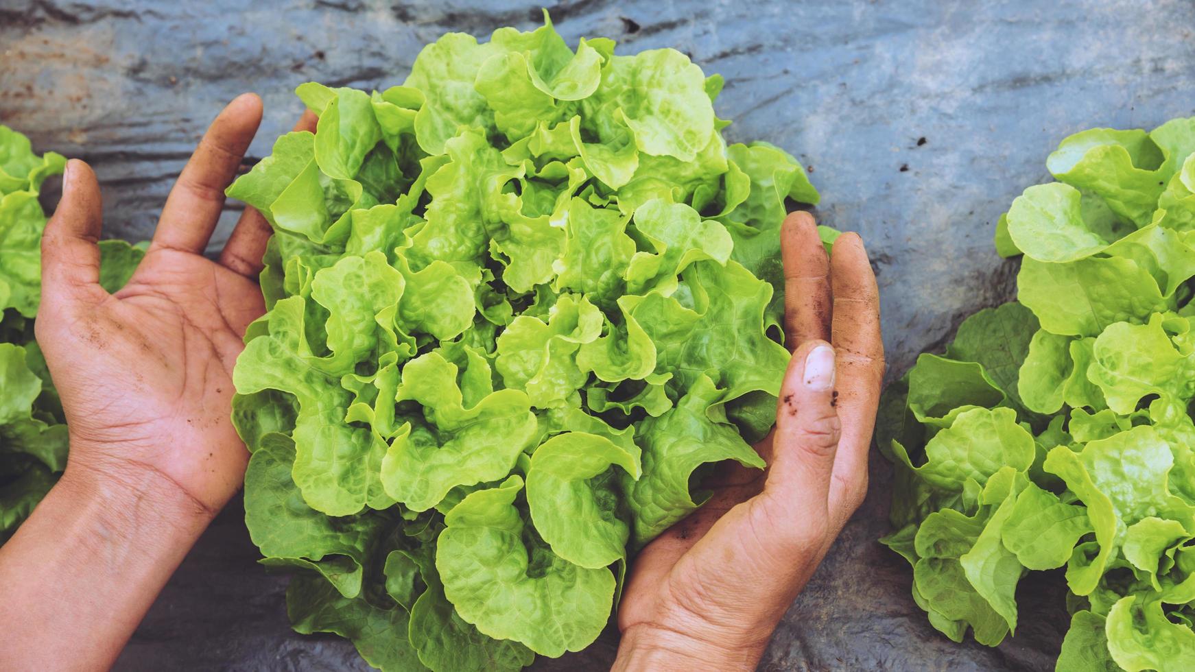 jardinero de mano mujer asiática. Cuidando ensaladas de verduras de roble verde en el jardín de la guardería. foto