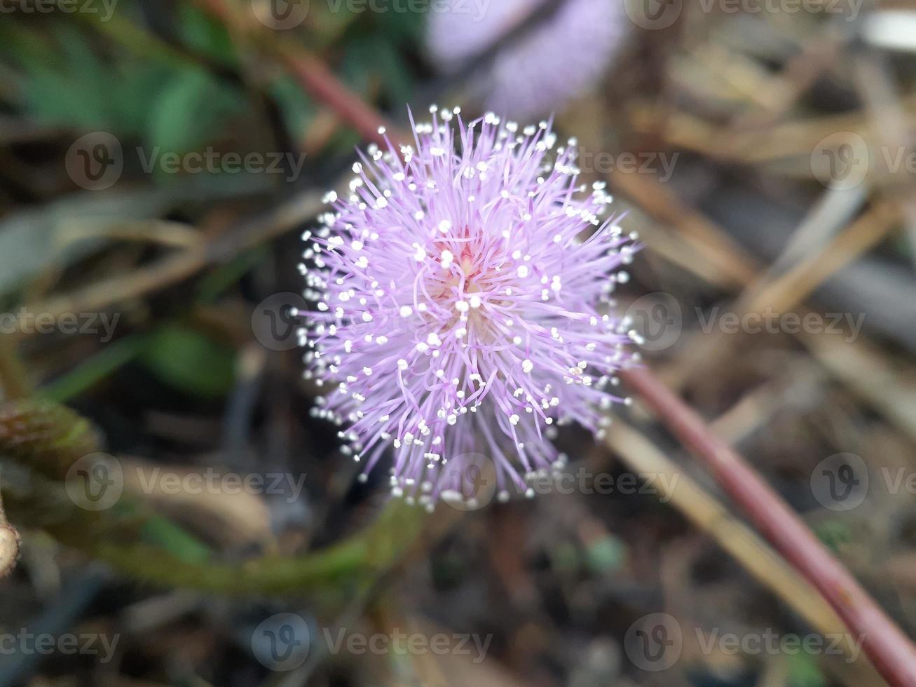 Mimosa pudica flower, sensitive wild plant photo