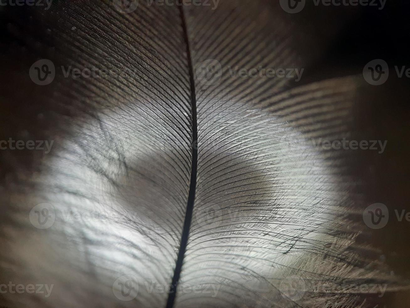 Closeup of cickhen feather photo