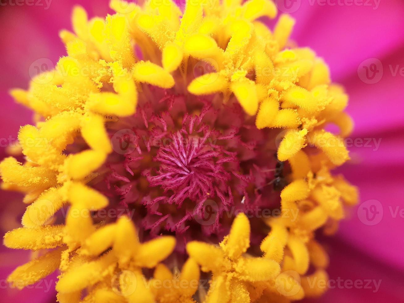 Primer plano de una flor con pistilo amarillo foto