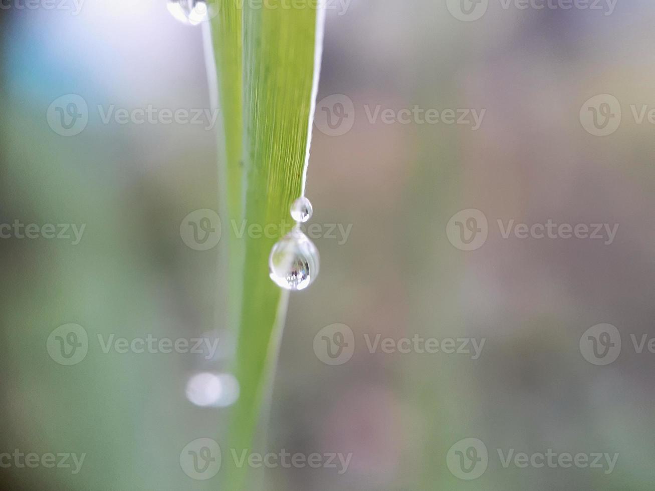 Closeup of droplets on green leaf with blur background photo