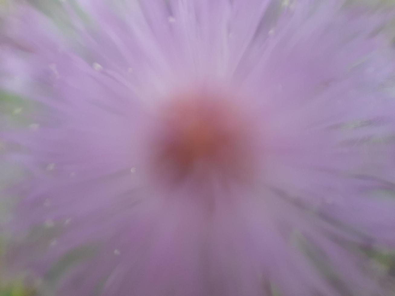 Mimosa pudica flower, sensitive wild plant photo