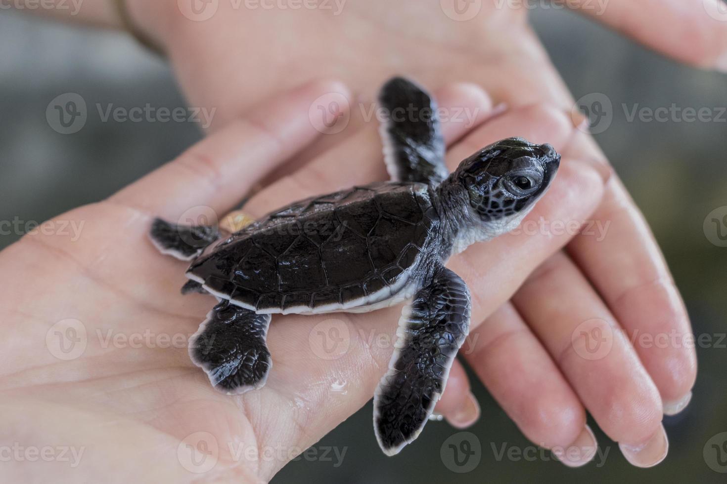 tortuga bebé negro en las manos. foto