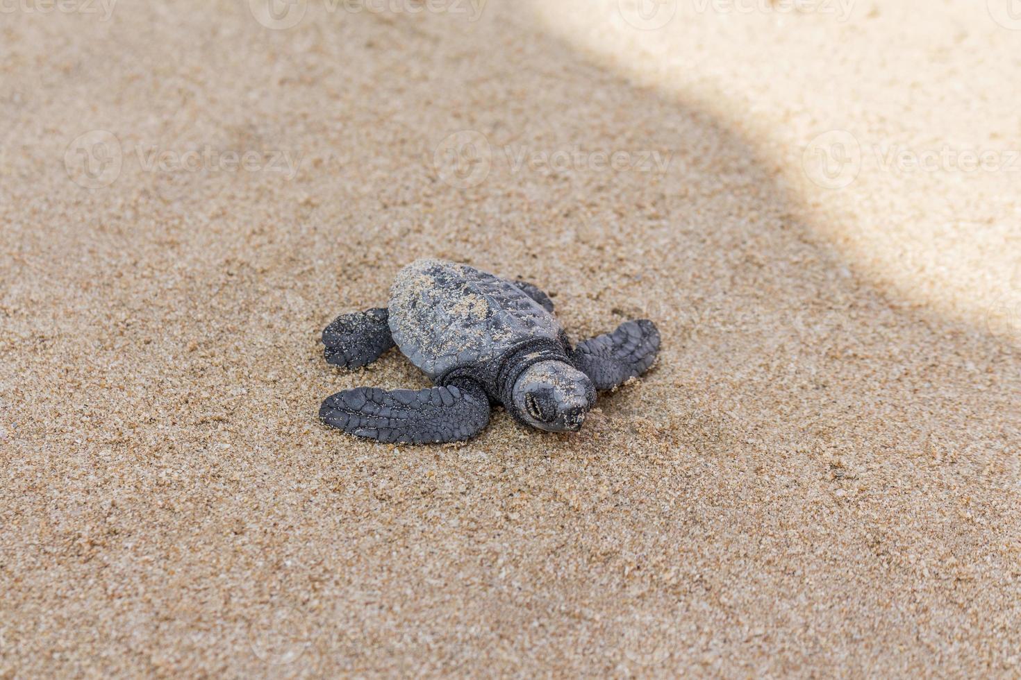 Tortuga recién nacida en la playa de mirissa en sri lanka. foto