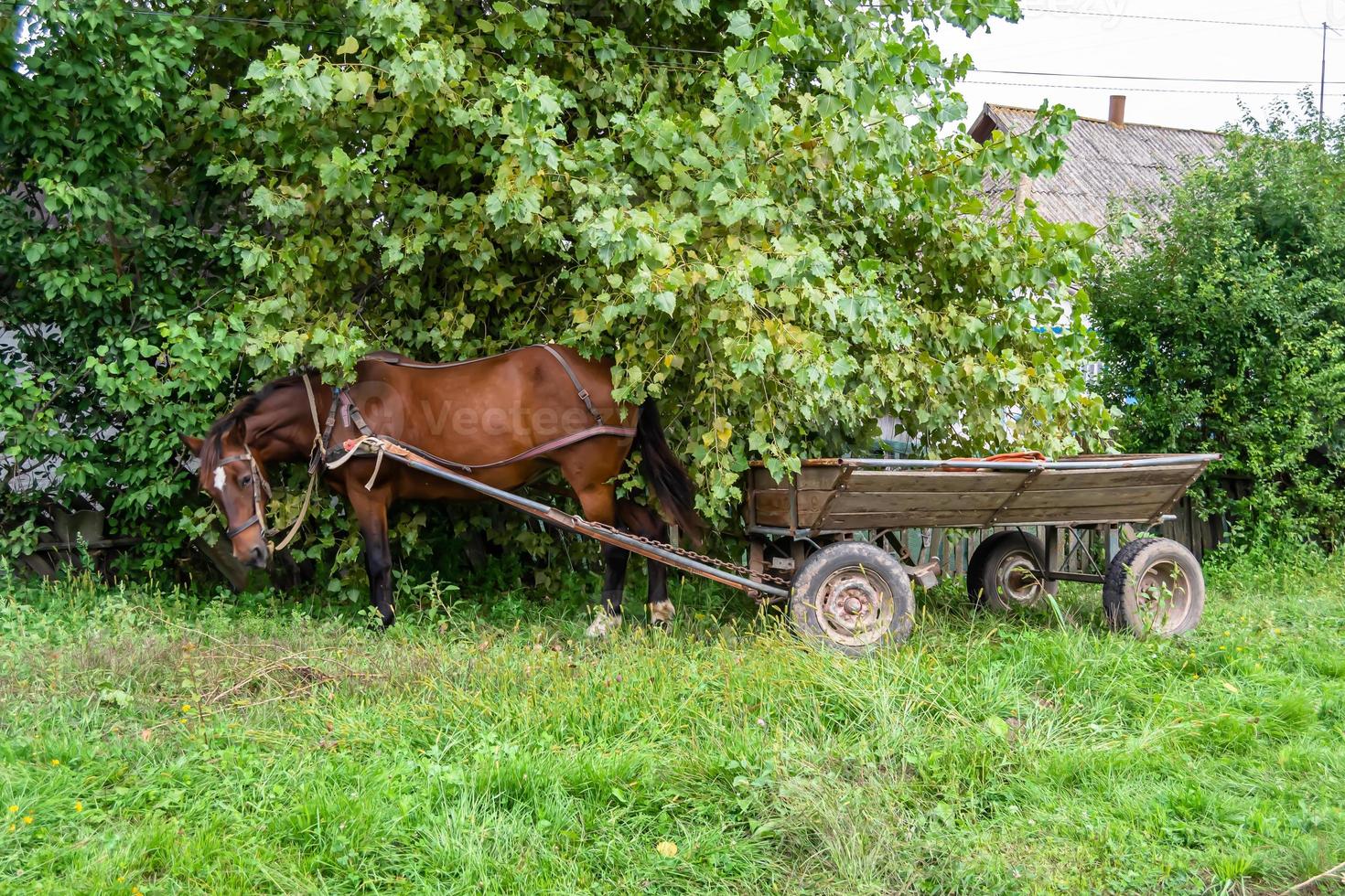 Hermoso semental de caballo marrón salvaje en la pradera de flores de verano foto