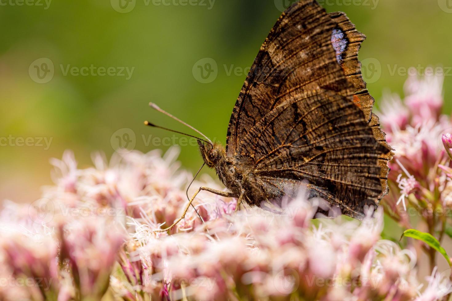 Disparo lateral de una mariposa pavo real aglais io butterfly sobre una flor en el sol foto