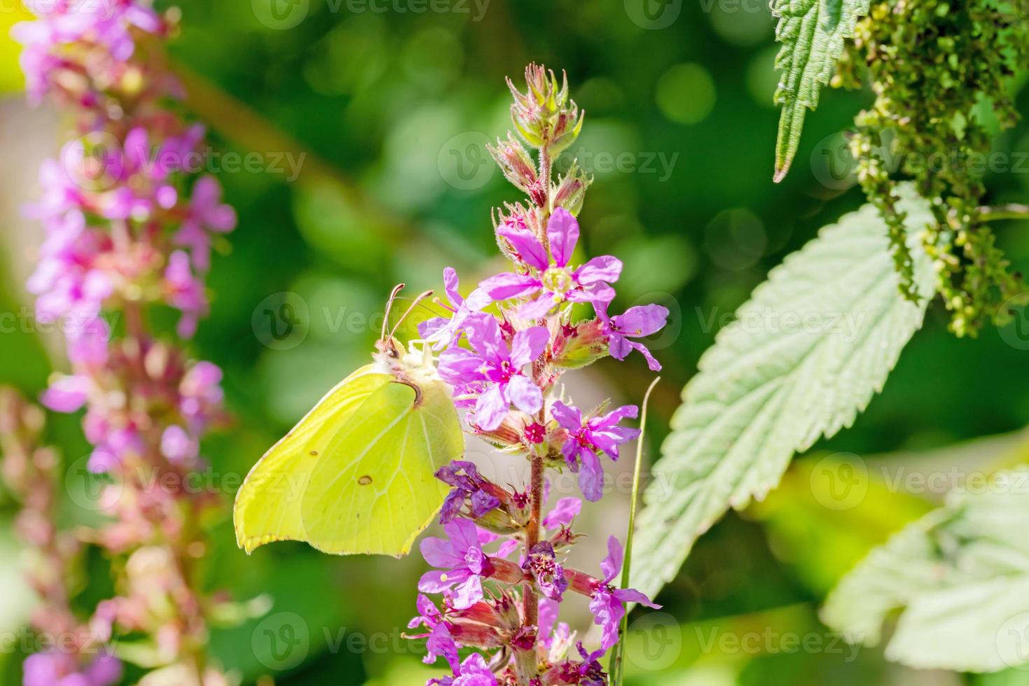 Side shot of a brimstone butterfly Gonepteryx rhamni butterfly on a flower photo