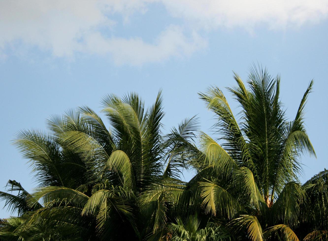 Green coconut leaves on blue sky background photo