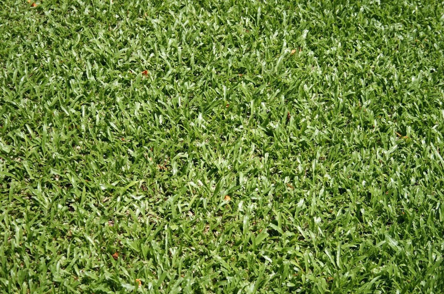 textura de hierba verde foto