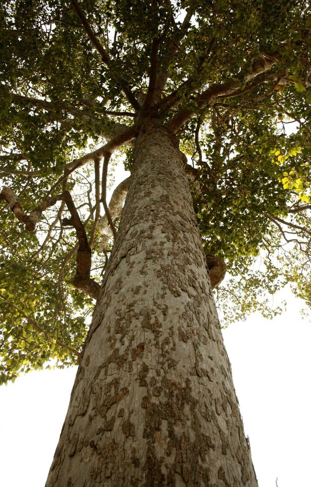 Vertical photo of an old tree