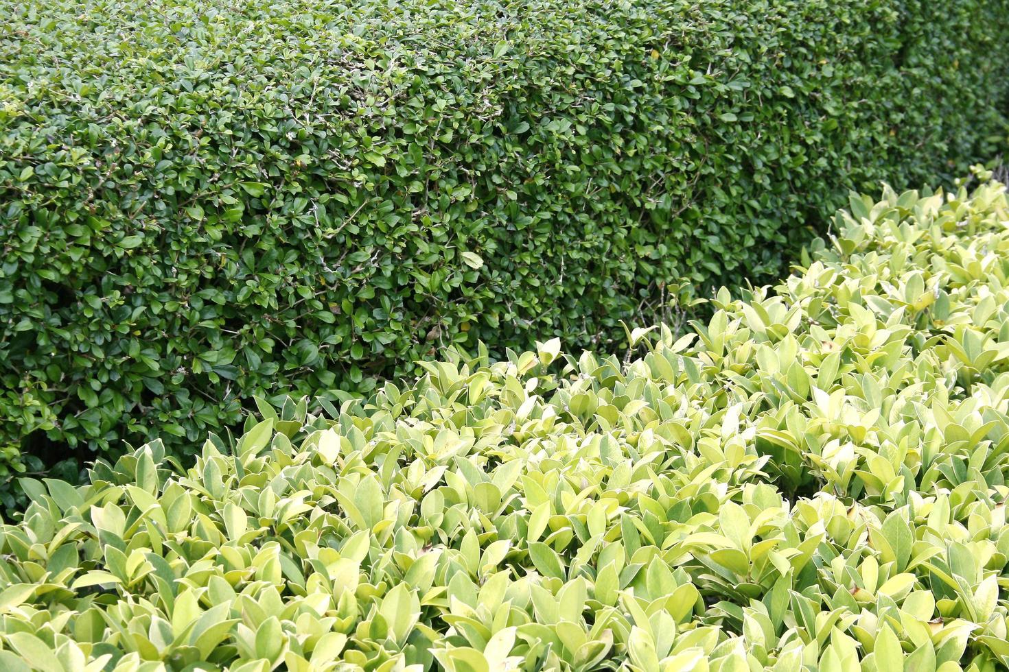 green leaf for background photo