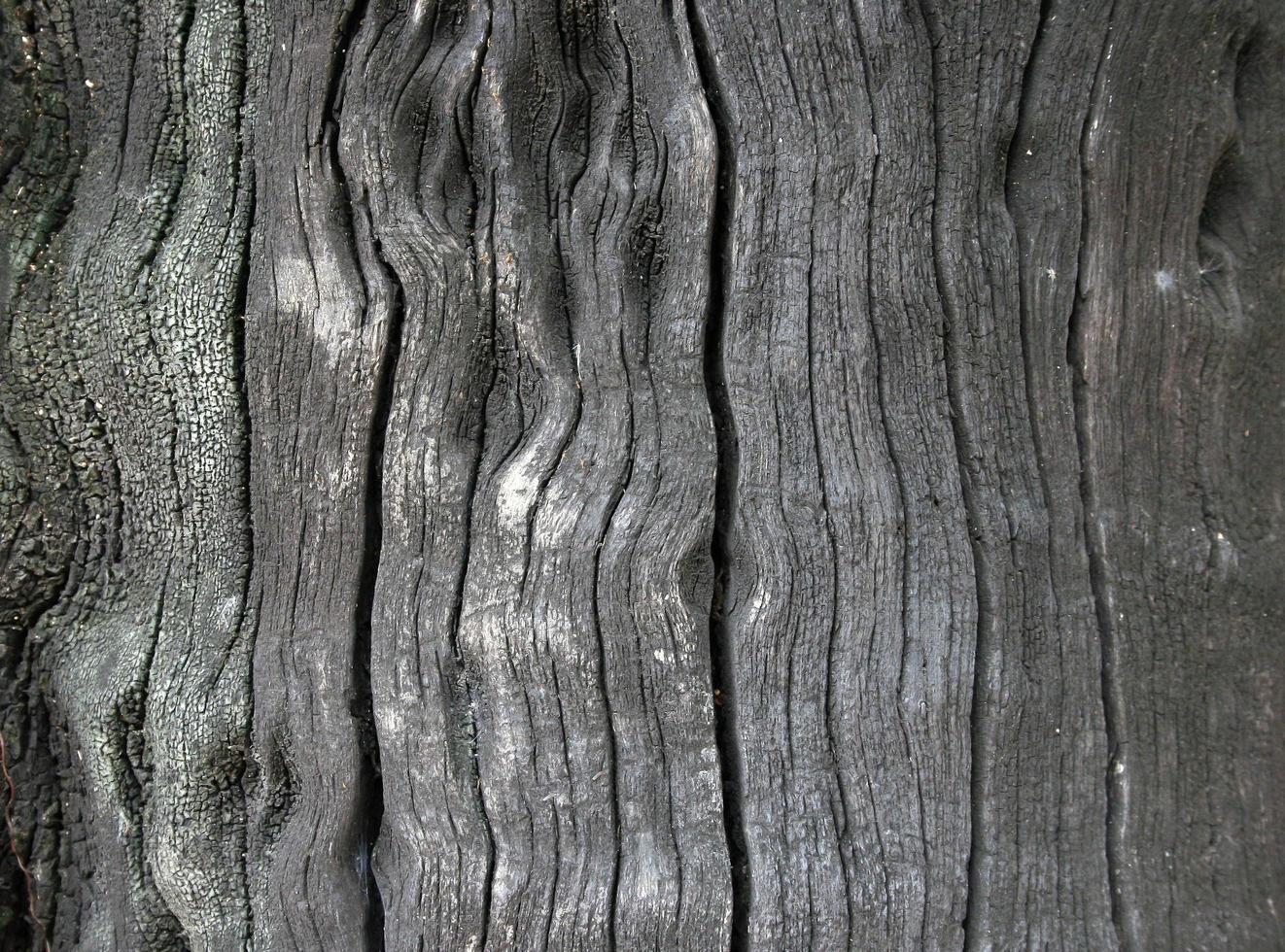 Close up view of bark of a tree after a recent fire photo