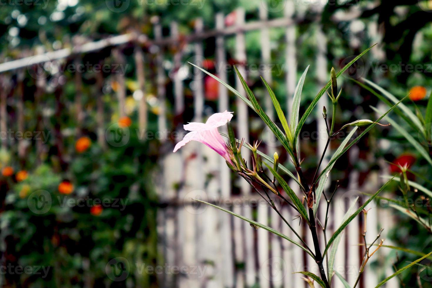 footage landscape photo