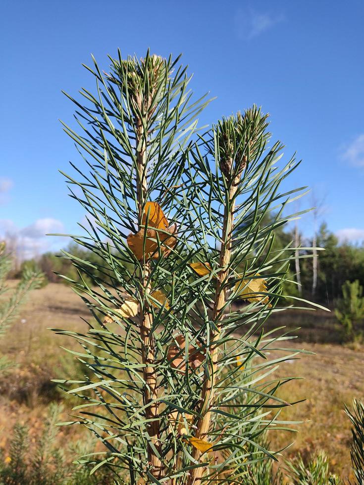 Pine twigs on the background of the autumn forest. The foliage of evergreen trees in the foreground. Autumn landscapes in Belarus. photo