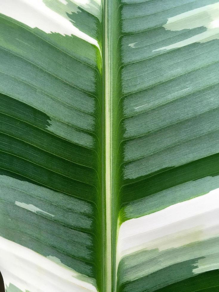 Musa Florida Variegated leaves as the background texture photo
