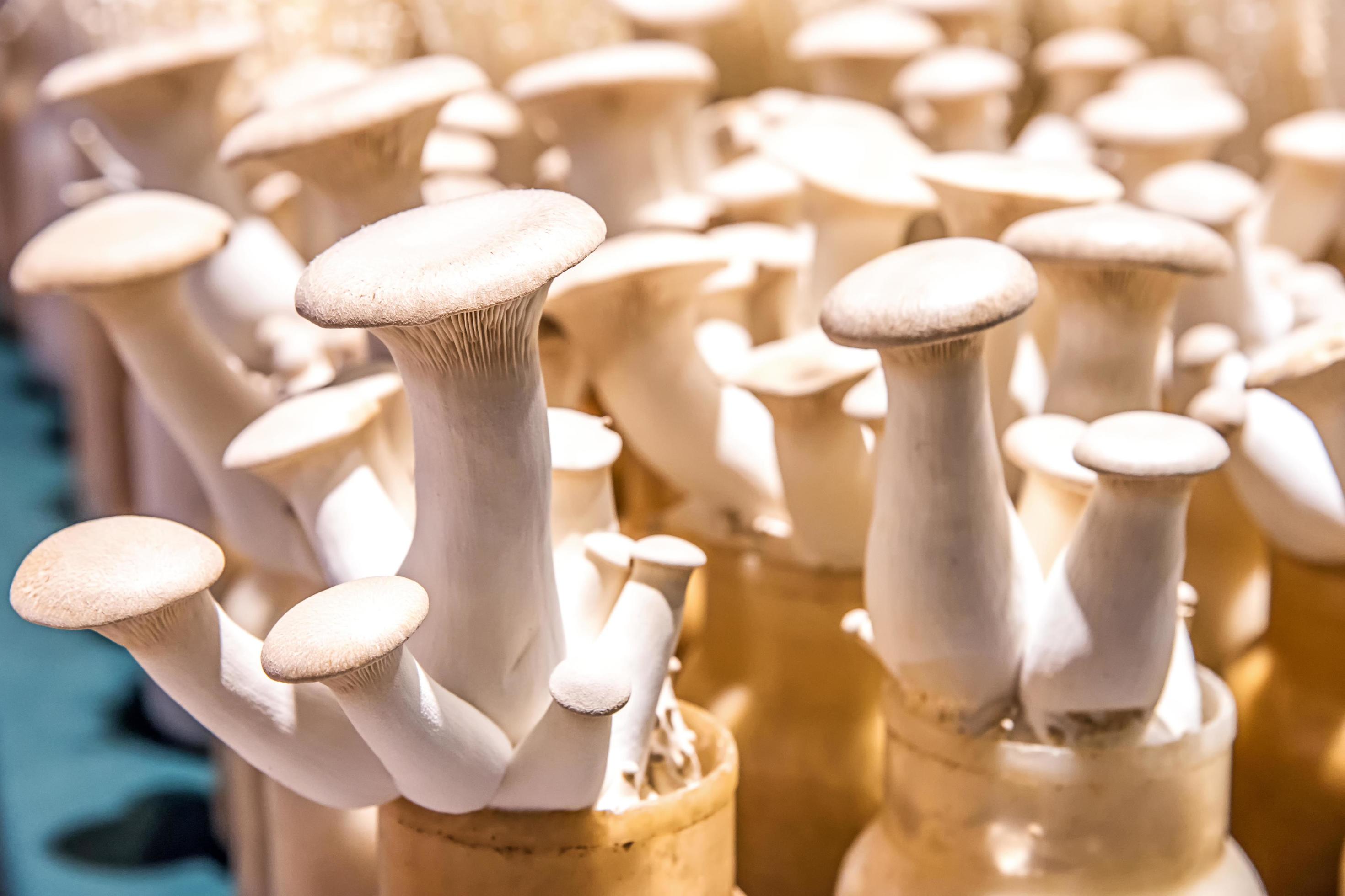 Eryngii mushrooms growing 4760028 Stock Photo at Vecteezy