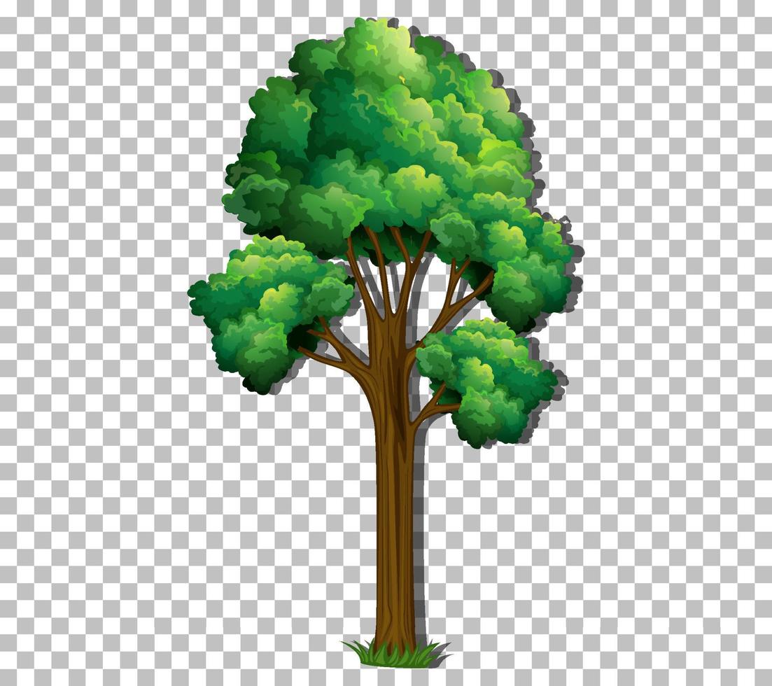 A tree with green leaves on grid background vector