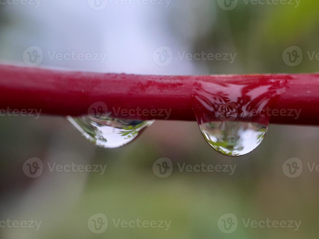 Closeup of water droplets on leaf, blur background photo