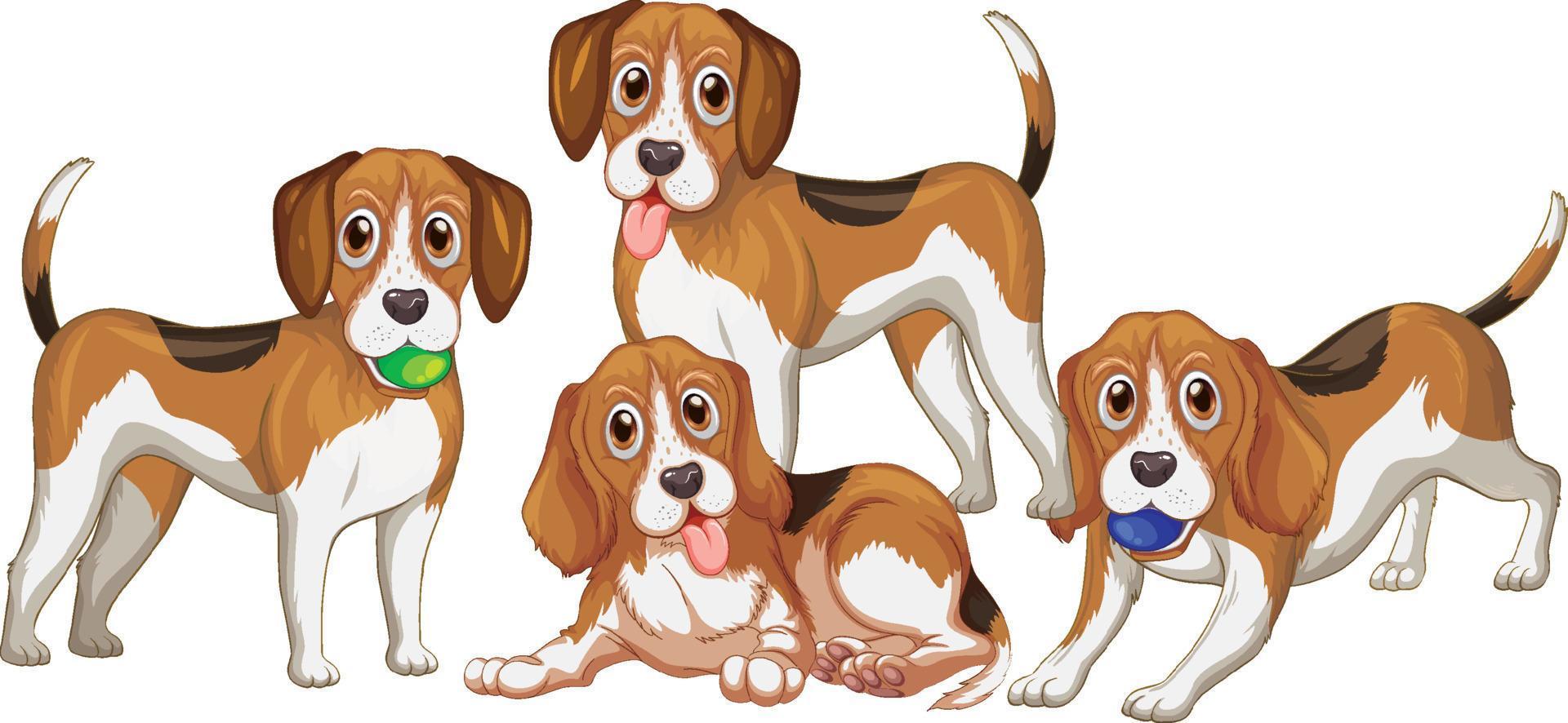Grupo de perros beagle sobre fondo blanco. vector