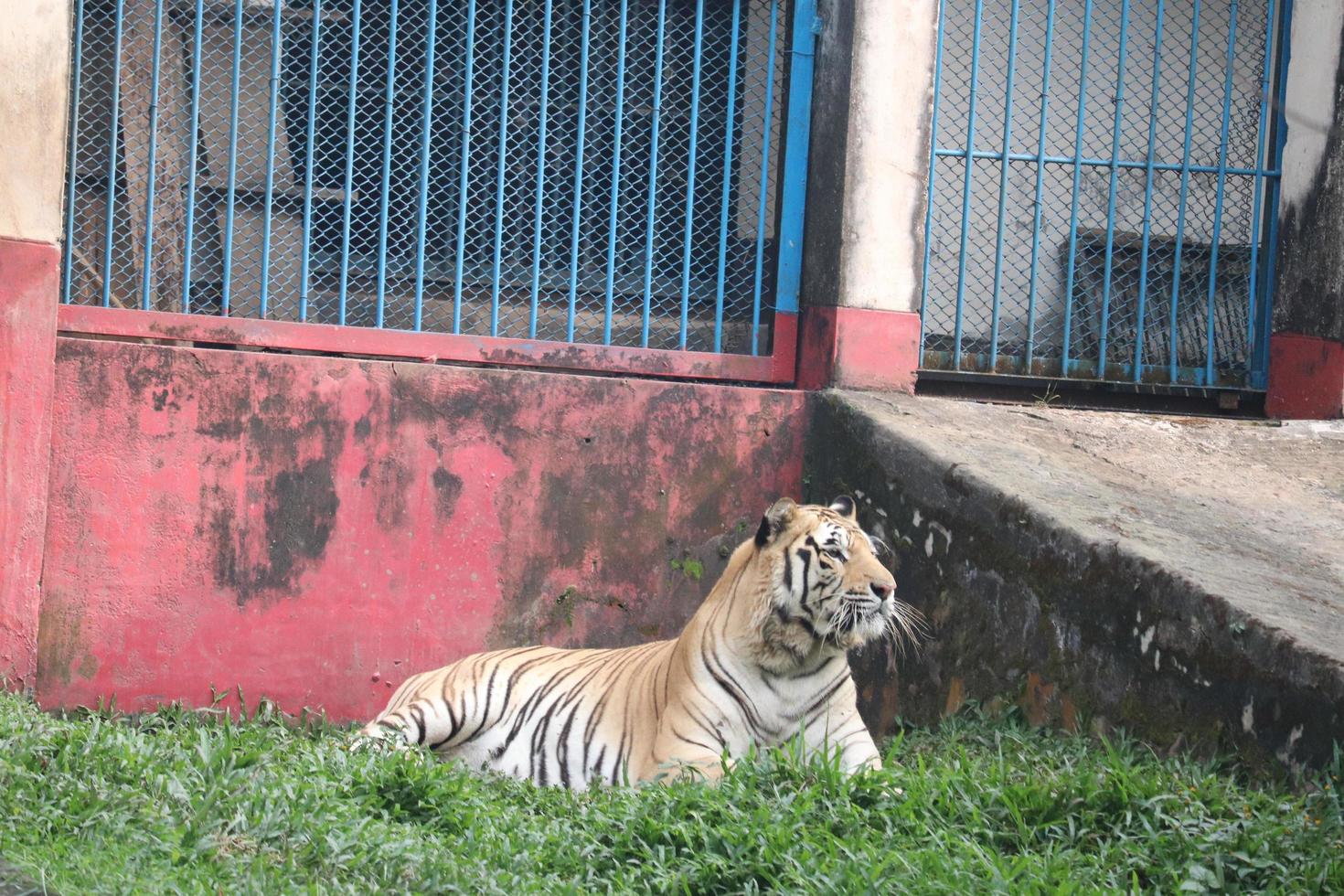 tigre de bengala real en el zoológico foto