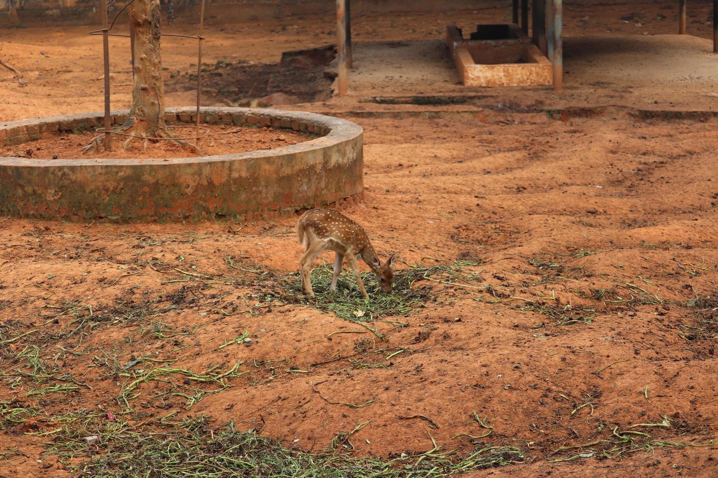 Deer calf in the open field photo