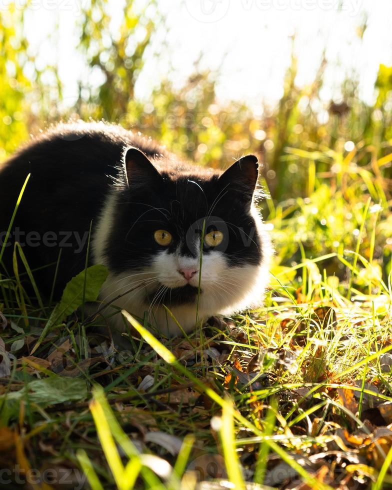 Gato blanco y negro tomando el sol en la hierba foto