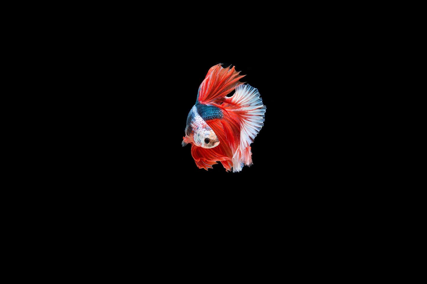 Beautiful colorful of siamese betta fish photo