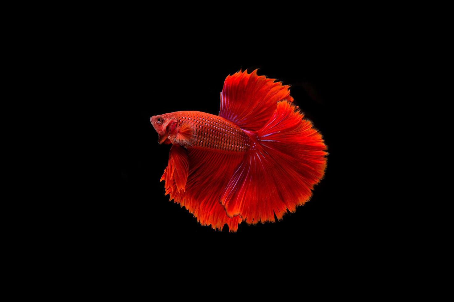 Hermoso colorido de peces betta siameses foto