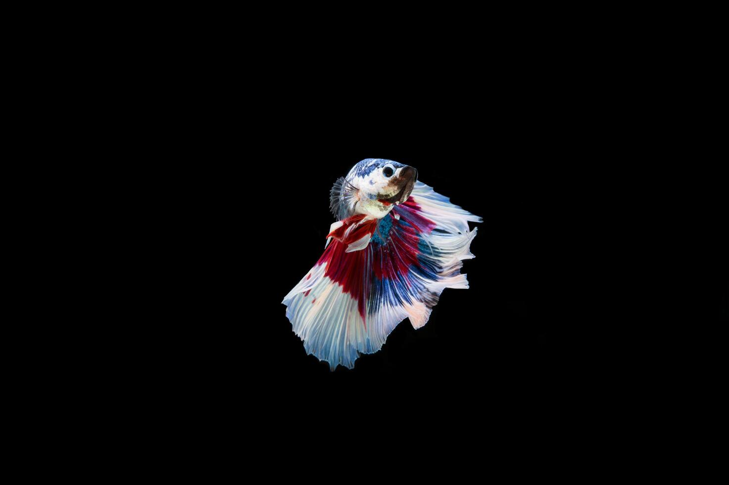 Beautiful colorful of siamese betta fish photo