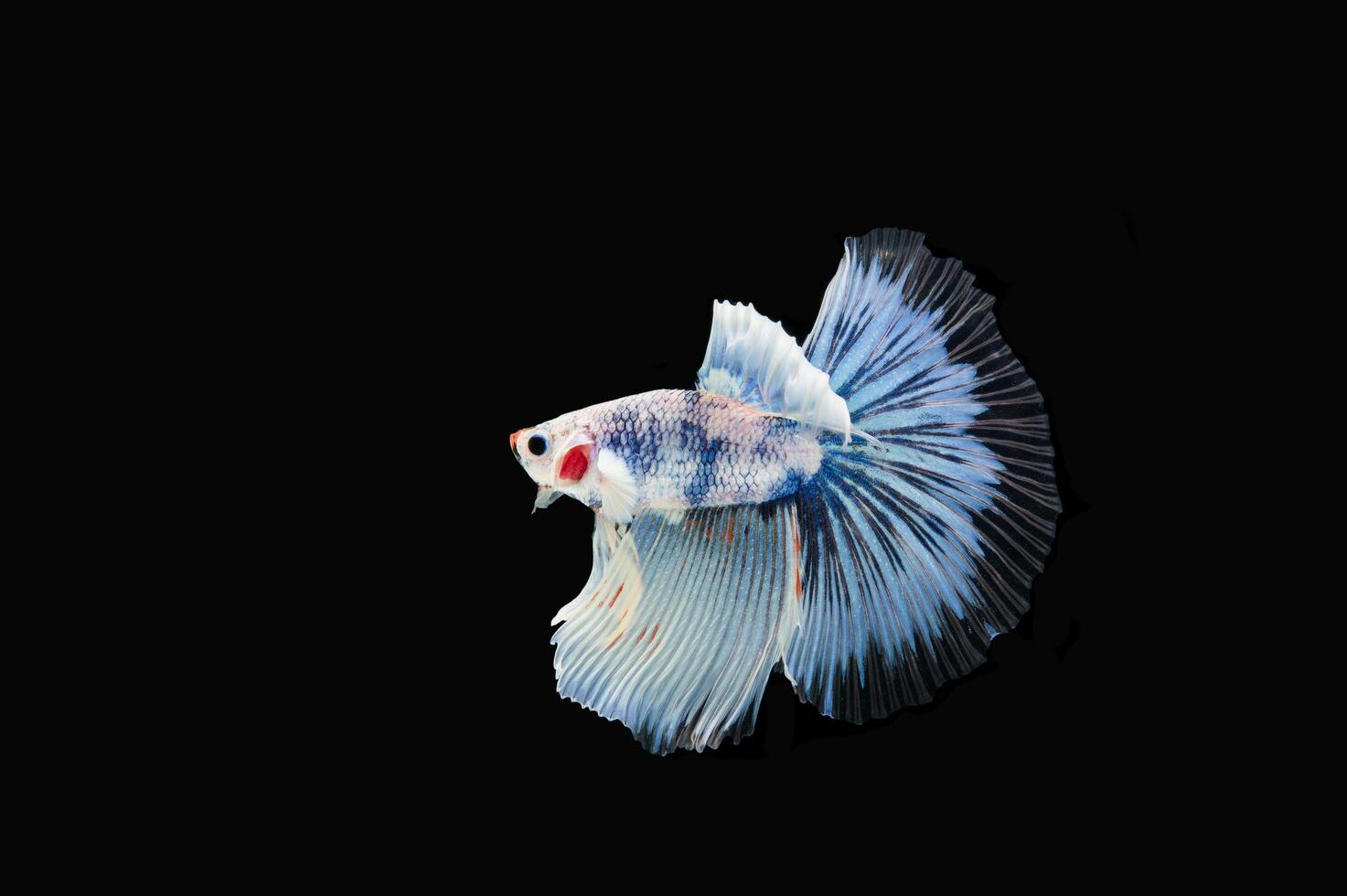 Beautiful colorful of siamese betta fish photo