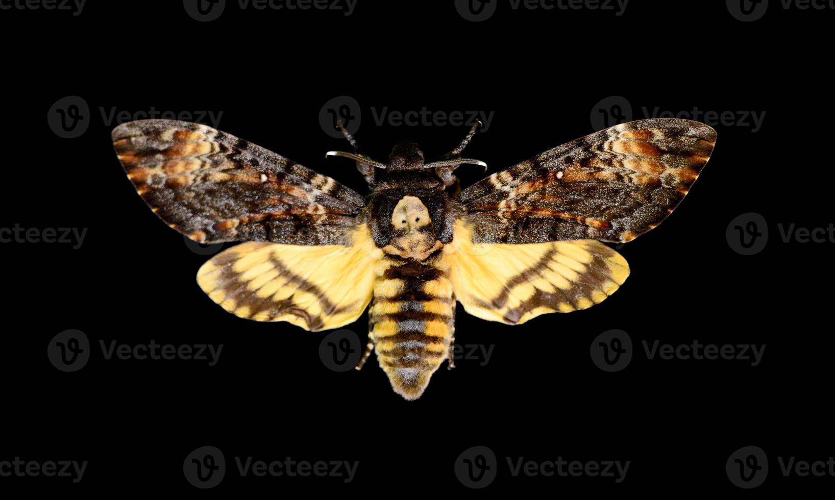 African death's head hawkmoth photo