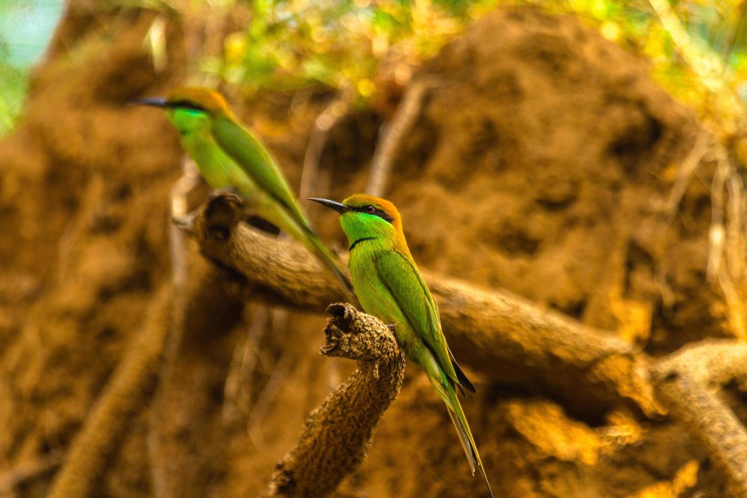 Un par de pájaros devoradores de abejas verdes posados en una rama foto