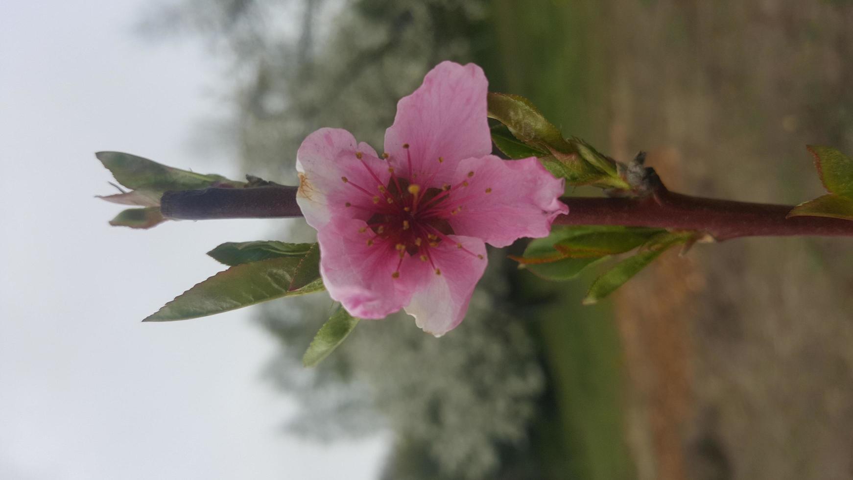 Peach blossom tree, pink spring flower photo