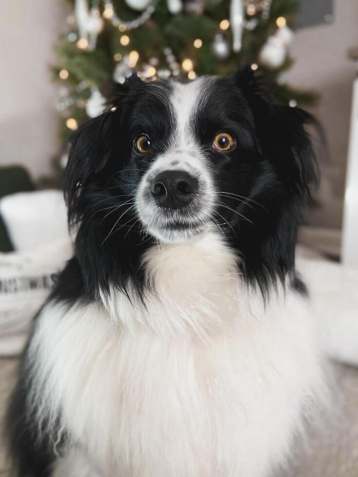 Miniature Australian Shepherd In Front of Christmas Tree photo