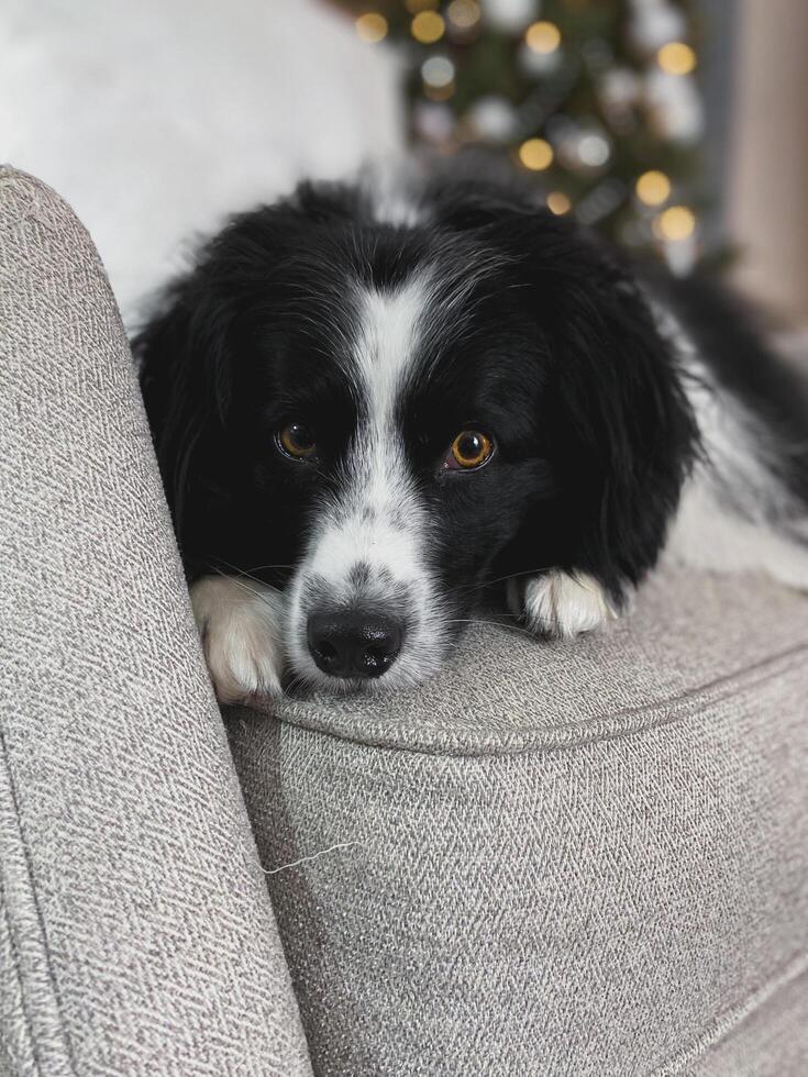 Miniature Australian Shepherd In Front of Christmas Tree photo