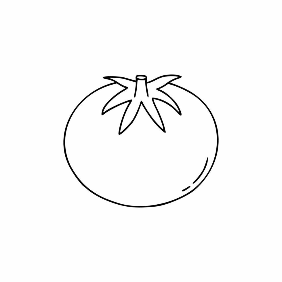 Tomato in the style of Doodle. Contour illustration in the style of hand drawing vector