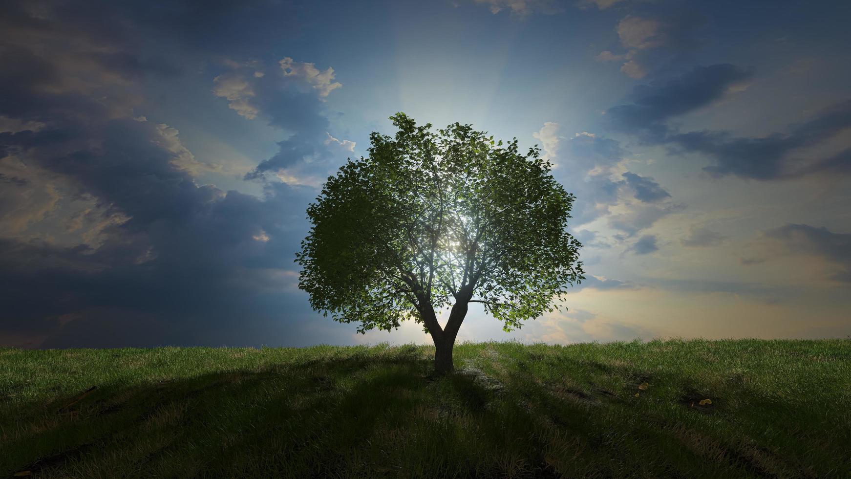 one tree in the meadow love nature love trees 3D photo