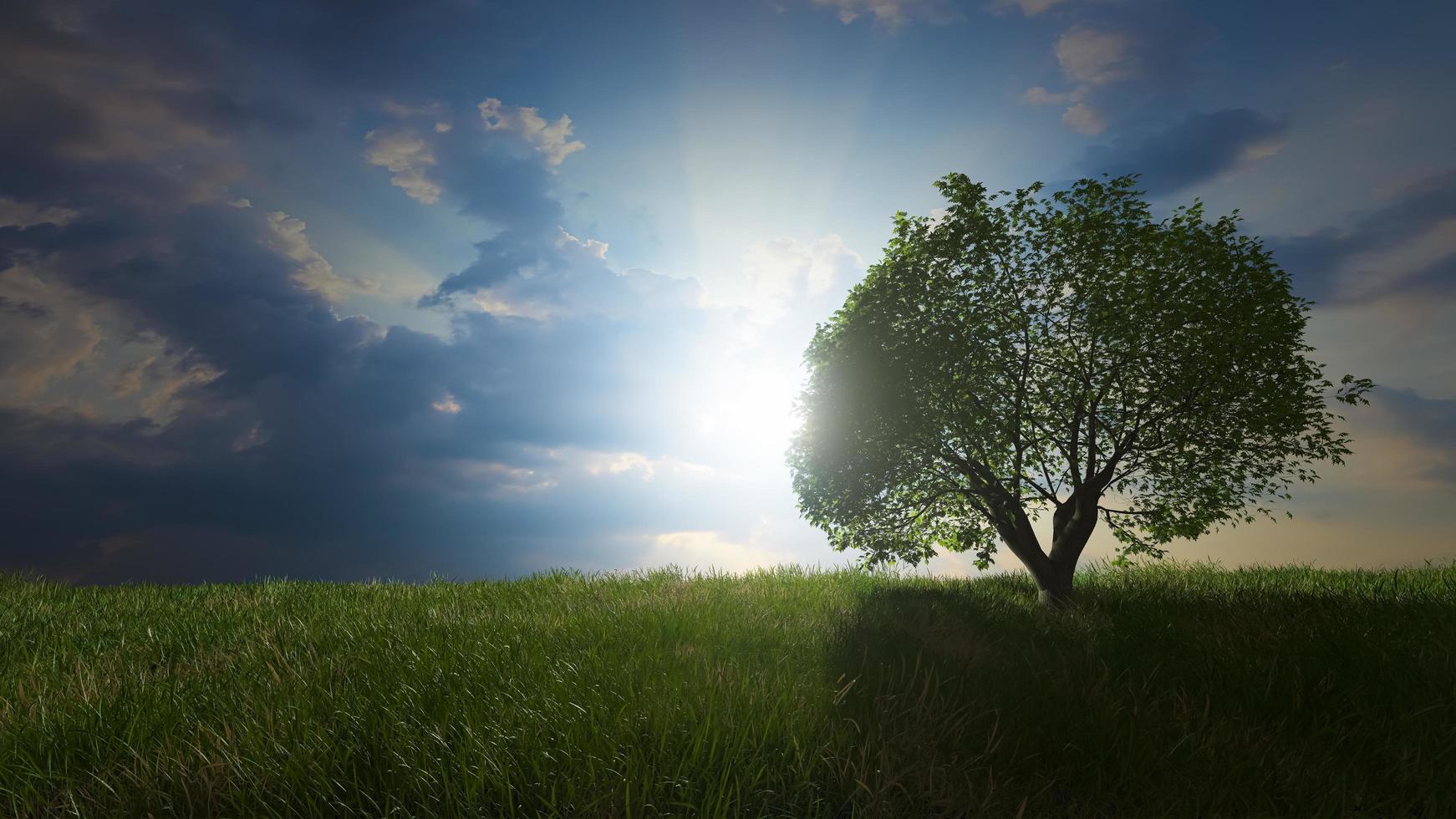 one tree in the meadow love nature love trees 3D photo