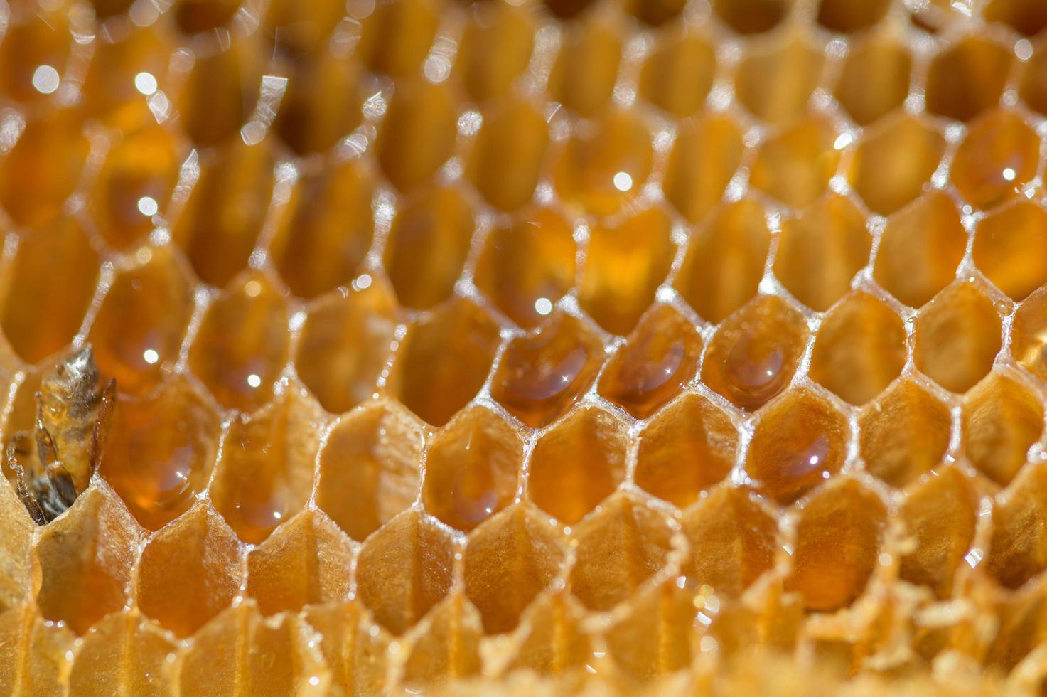 Macro, honeycomb and wild honey photo