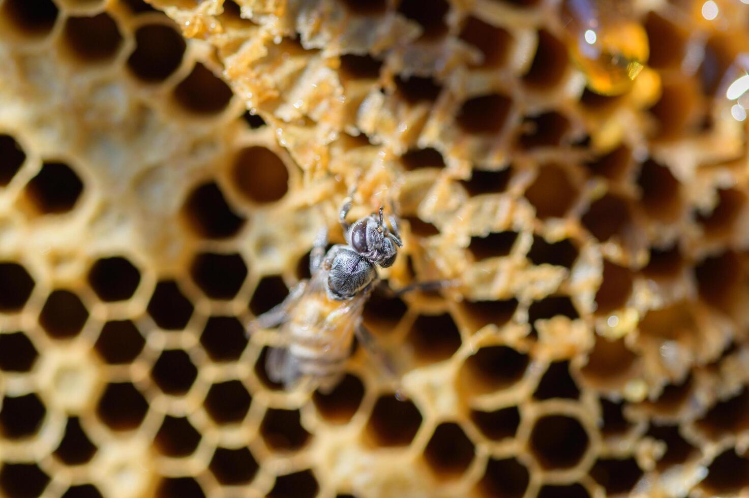 wild bee macro on honeycomb photo